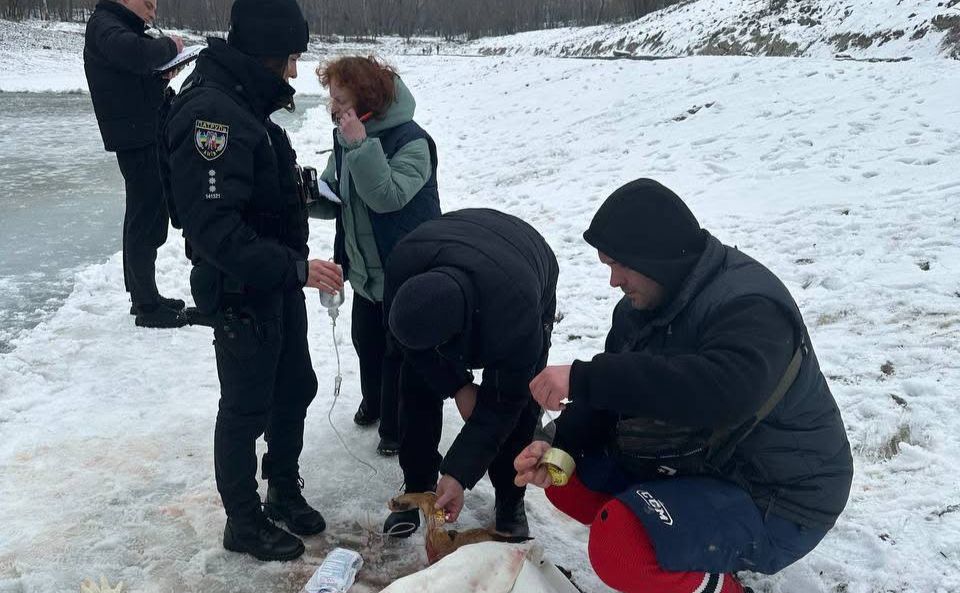  У Києві біля озера Синє невідомі постріляли собак 