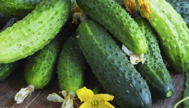  Ціни на українські тепличні огірки знову зросли - EastFruit 