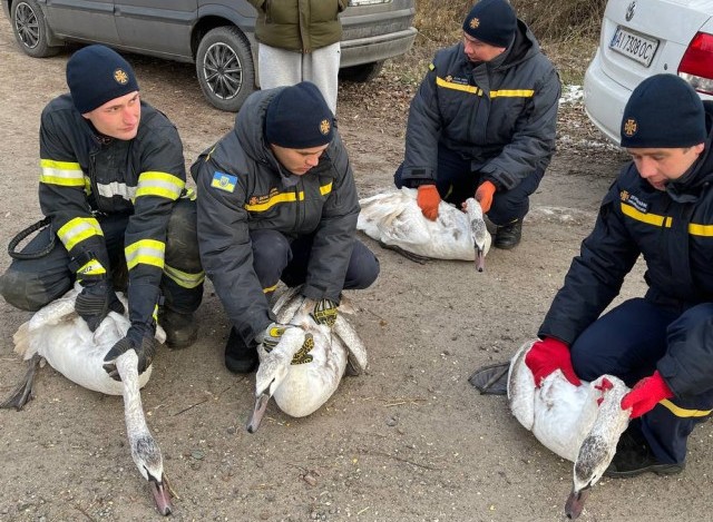  На озері під Києвом врятували замерзаючих лебедів 