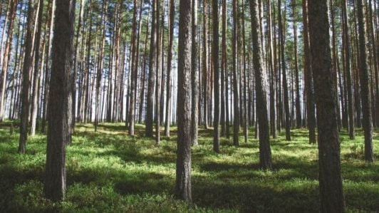  Шукали понад чотири місяці: у лісі знайшли мертвим 22-річного жителя Черкащини 