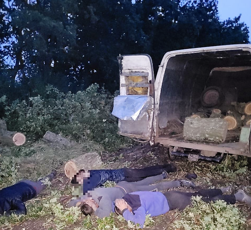  Незаконно вирубували дерева: у Новому Бузі затримано злочинну групу «чорних лісорубів»  
