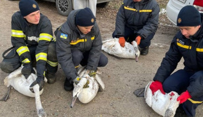 На озері під Києвом врятували замерзаючих лебедів