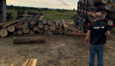 На Львівщині викрито масштабну схему незаконної порубки лісу: збитки – майже ₴9 млн