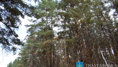 Прокурори на захисті державних інтересів: На Полтавщині прокуратура повернула з незаконного користування майже 160 га лісу