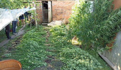 На Сумщині поліцейські викрили чоловіка, який займався вирощування коноплі