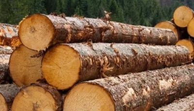 Обсяги лісозаготівлі у Росії торік упали на 10% - розвідка