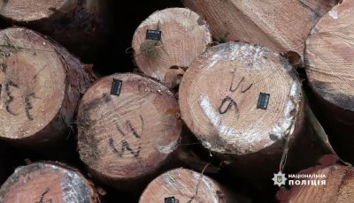 На Сумщині правоохоронці проводять профілактичні заходи щодо протидії незаконній вирубці деревини