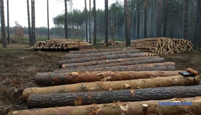 «Ліси України» у першому півріччі отримали 1,6 мільярда чистого прибутку