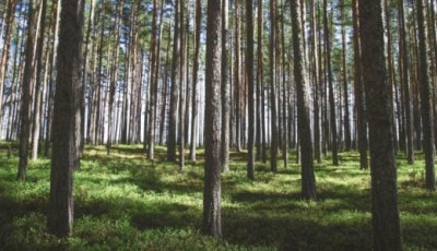 Шукали понад чотири місяці: у лісі знайшли мертвим 22-річного жителя Черкащини