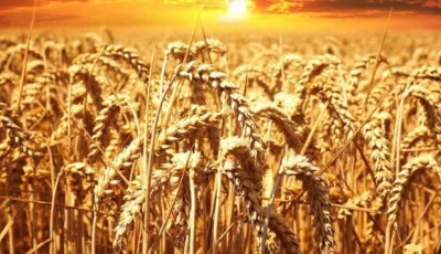Польща вимагає від ЄС заборонити імпорт російської сільгосппродукції